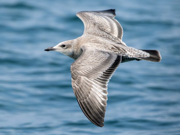 American Herring Gull