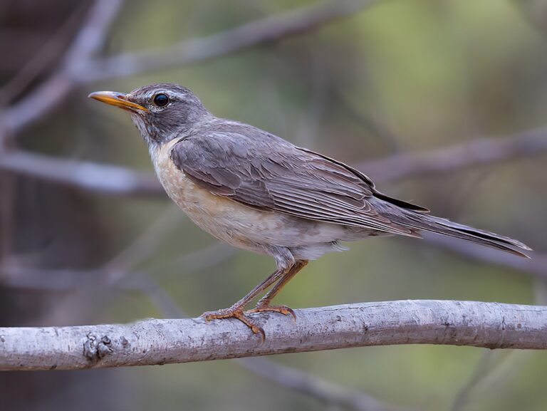 American Robin