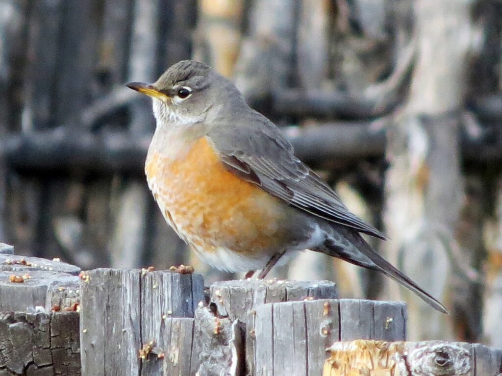 American Robin