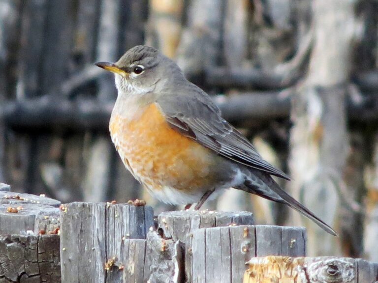 American Robin