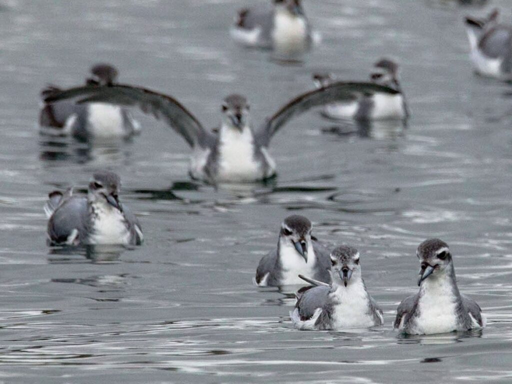 Antarctic Prion