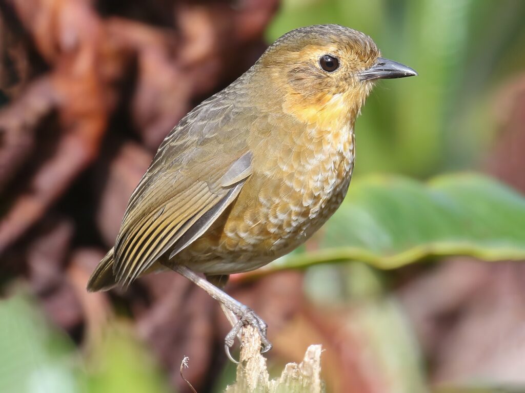 Atuen Antpitta