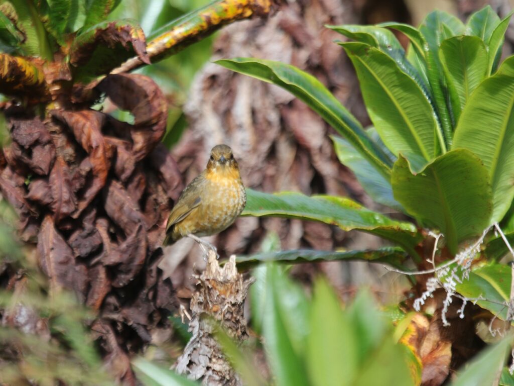 Atuen Antpitta
