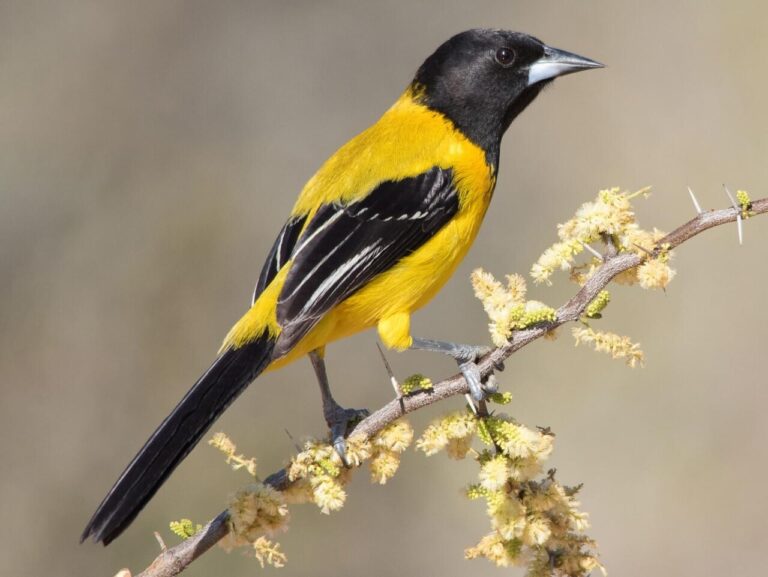 Audubon’s Oriole