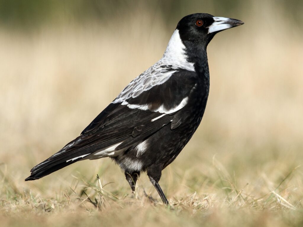 Australian Magpie