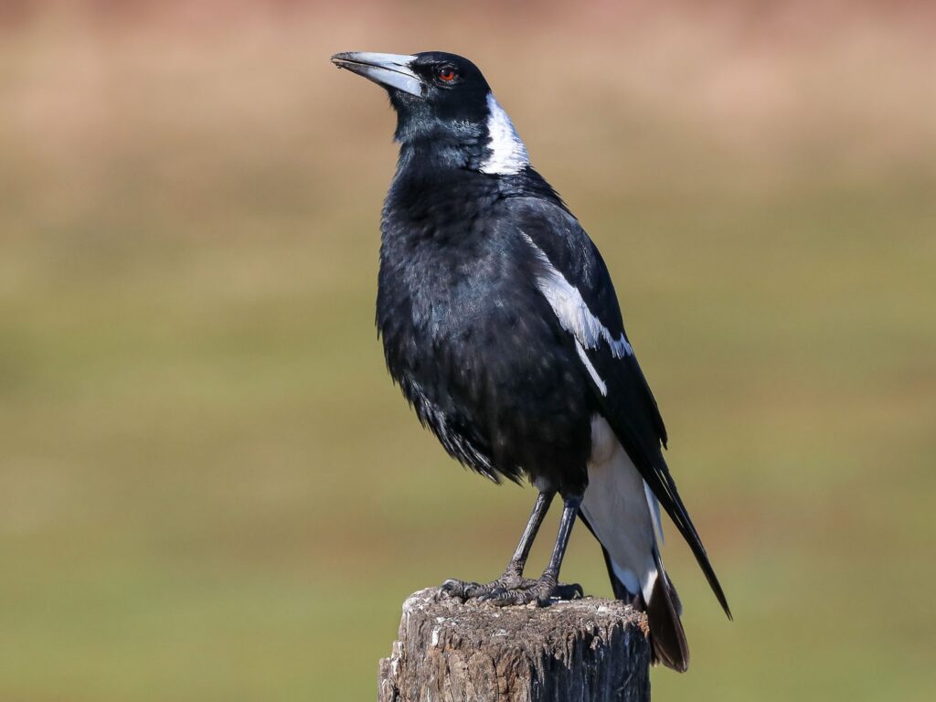 Australian Magpie