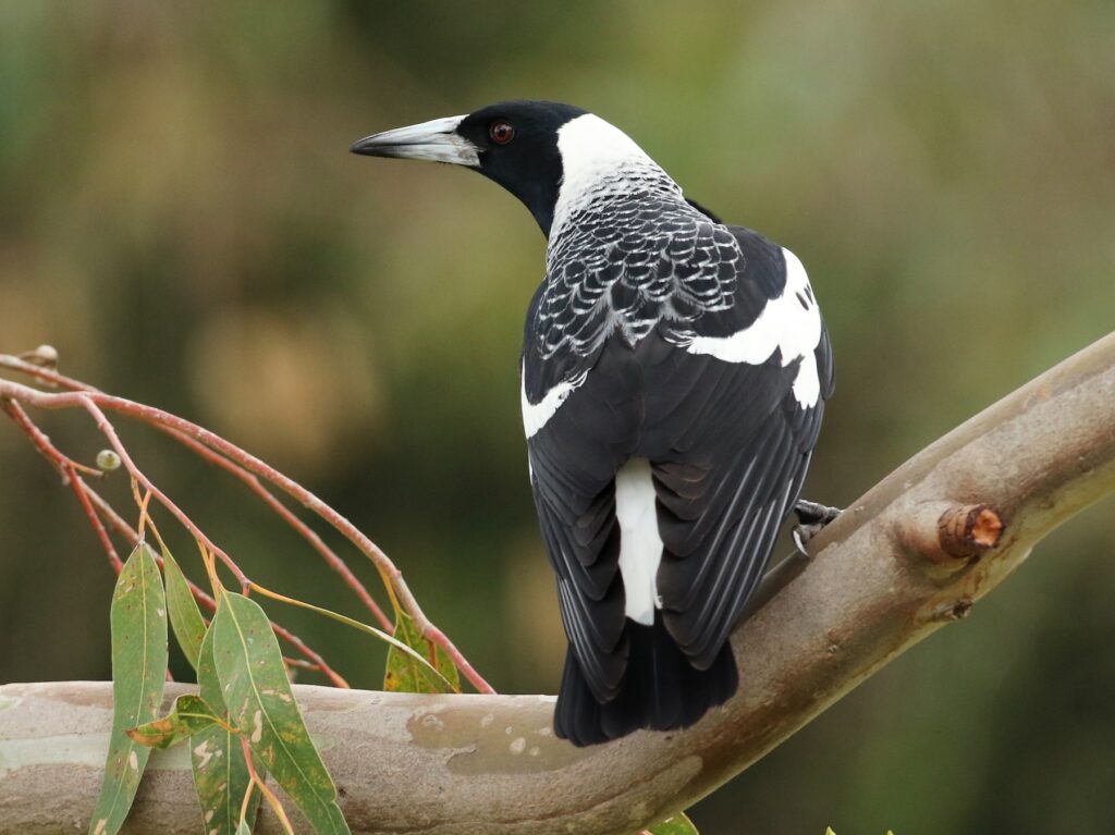Australian Magpie