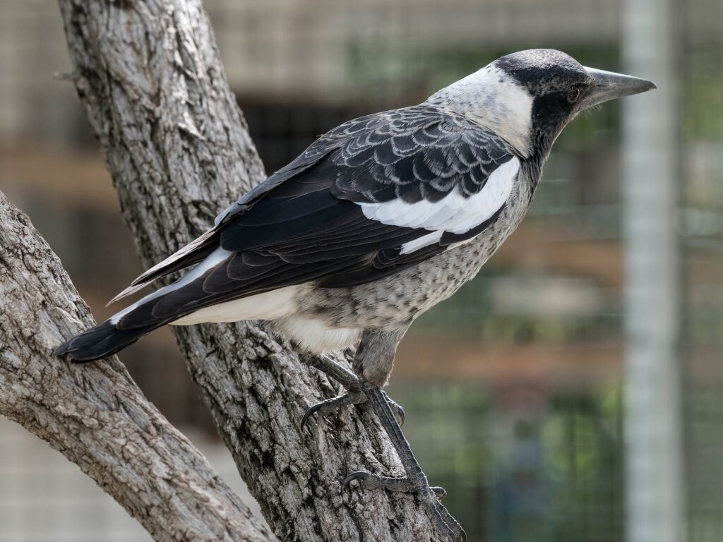 Australian Magpie