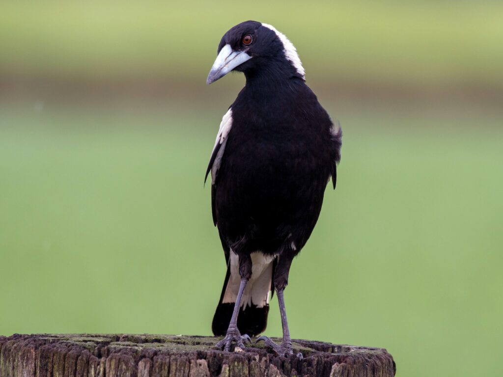 Australian Magpie