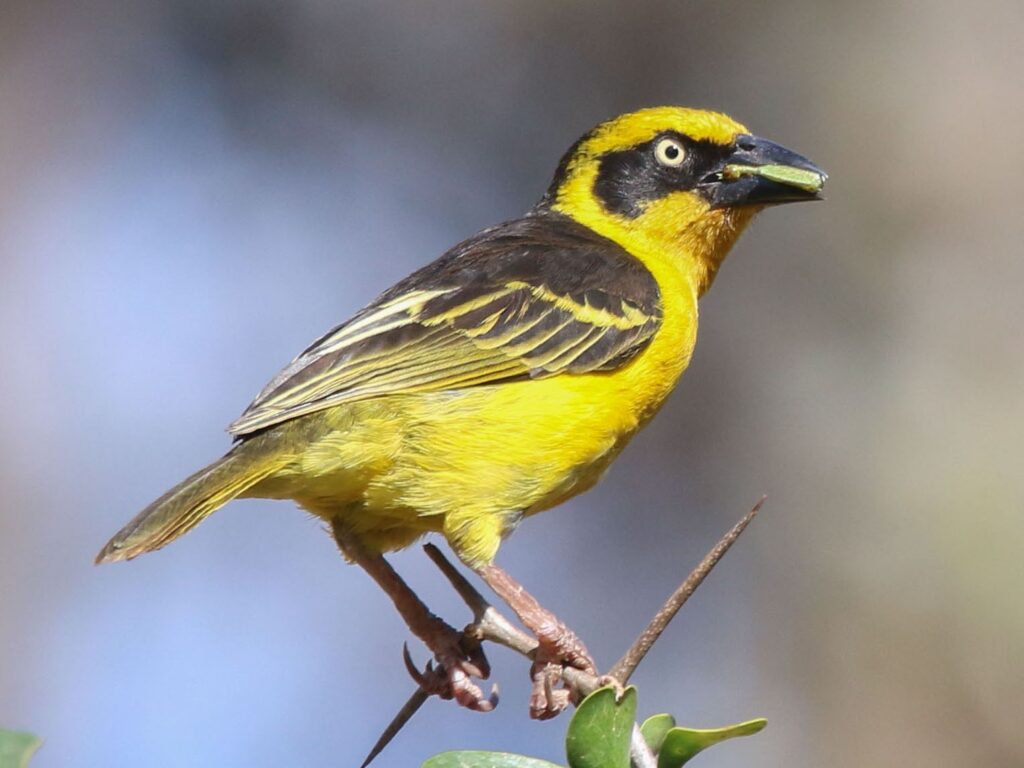 Baglafecht Weaver