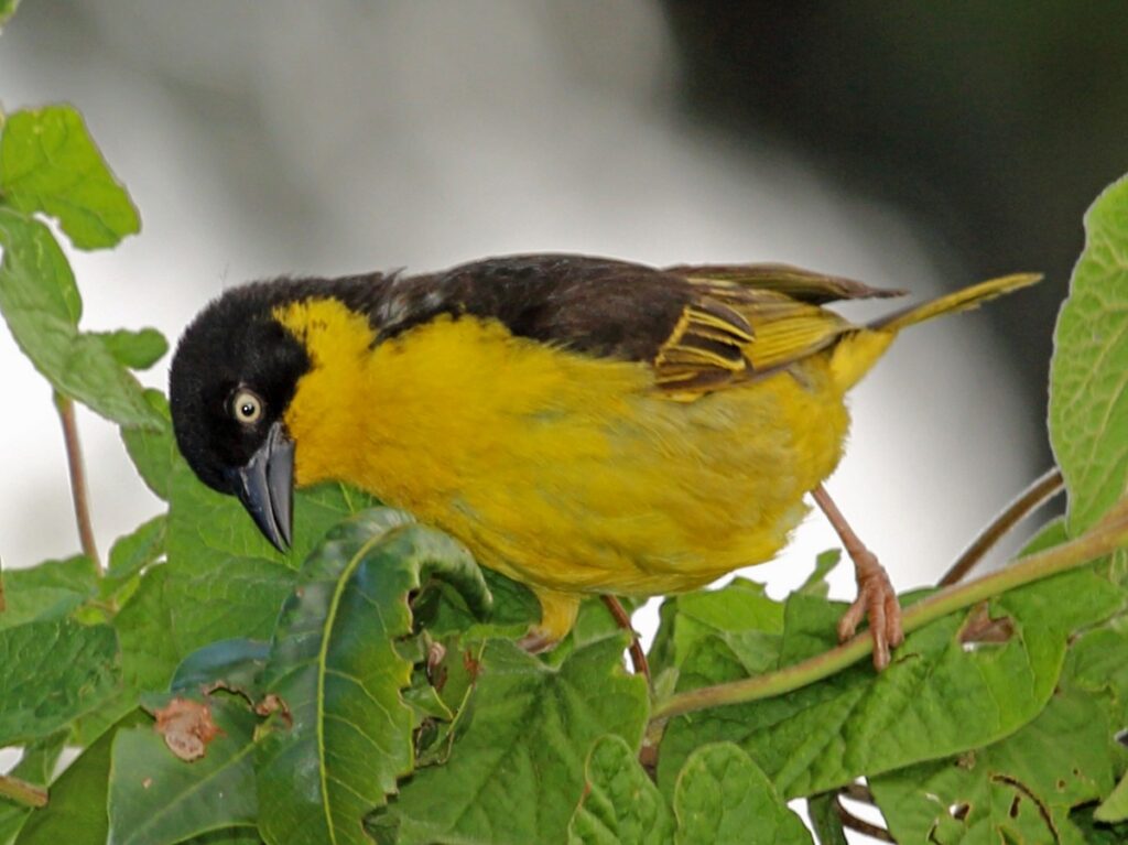 Baglafecht Weaver