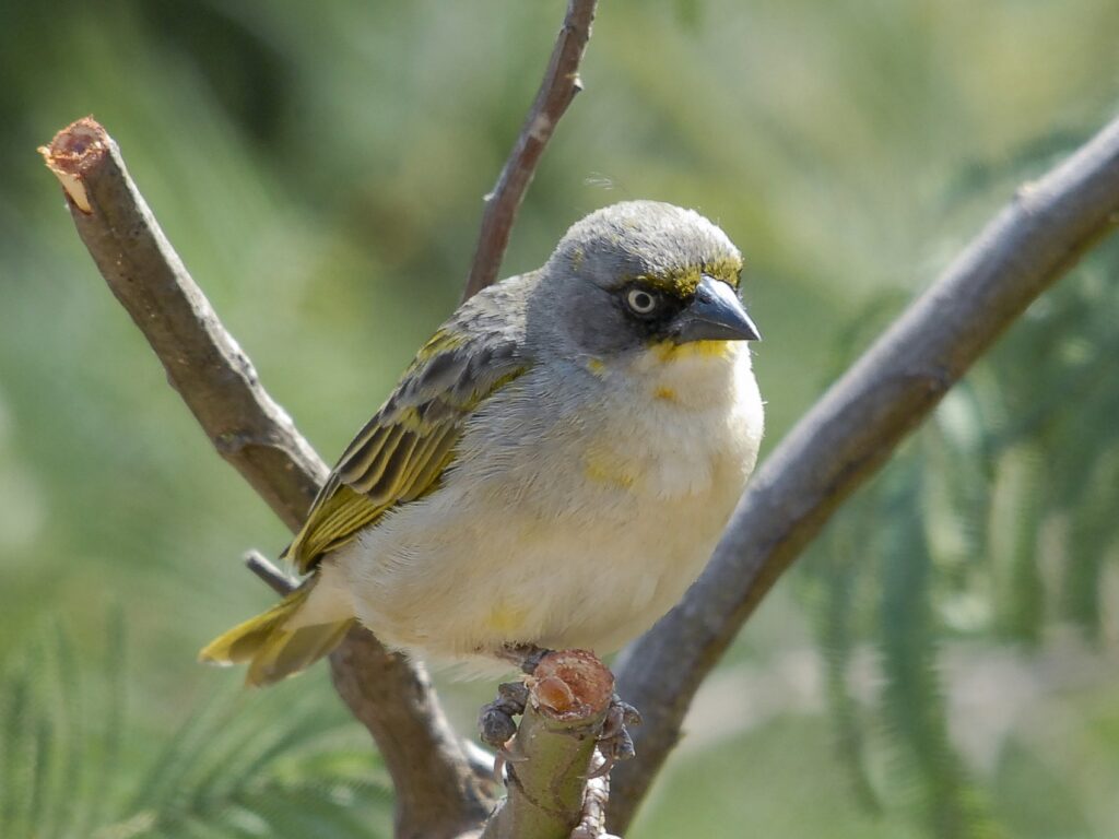 Baglafecht Weaver