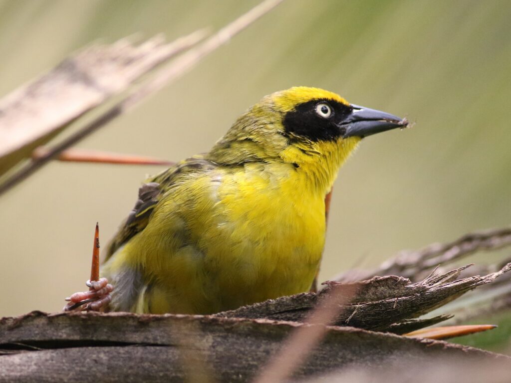 Baglafecht Weaver