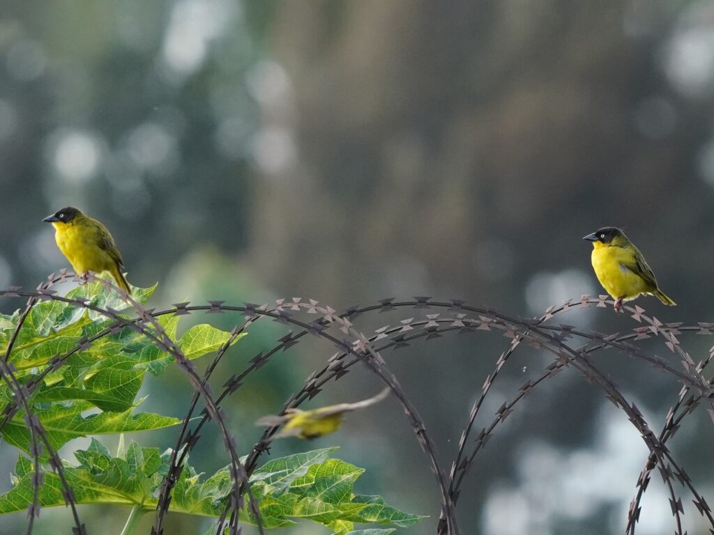 Baglafecht Weaver