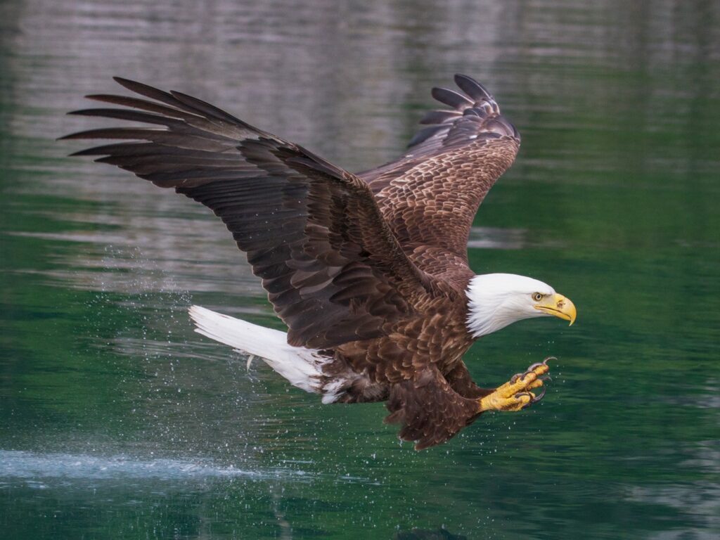 eagle vs hawk