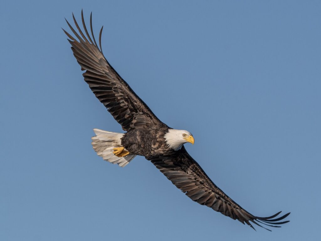 Bald Eagle