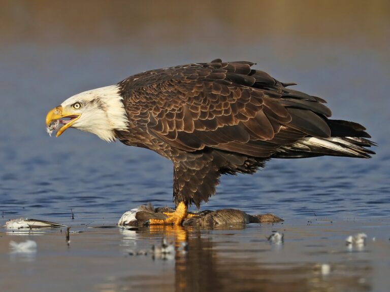 Bald Eagle
