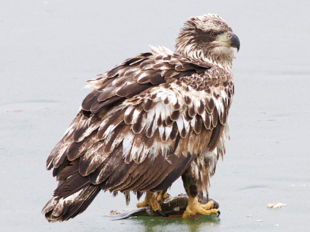 Bald Eagle