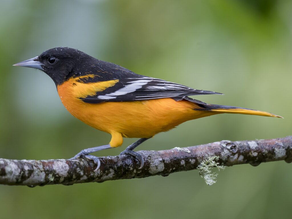 Oriole Feeder