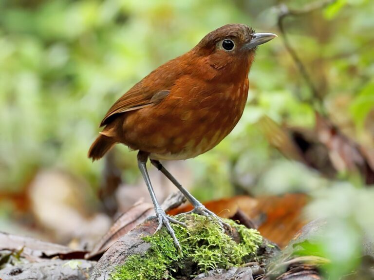 Bay Antpitta