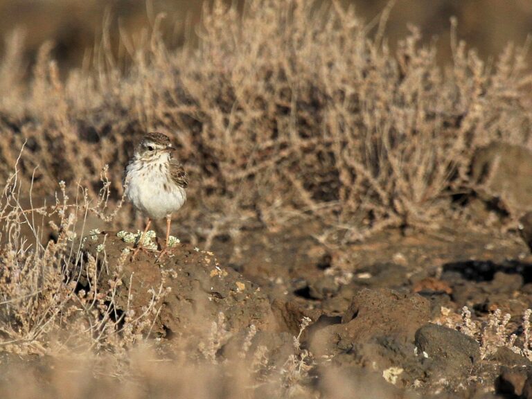 Berthelot's Pipit