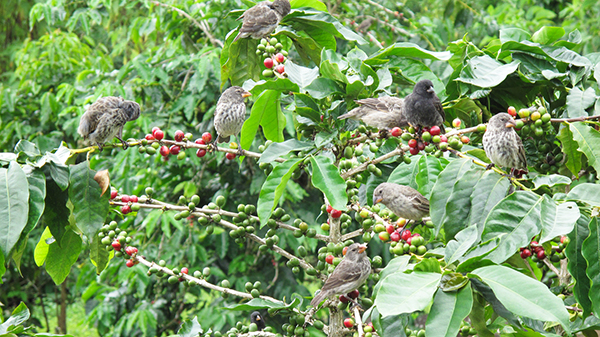 bird friendly coffee