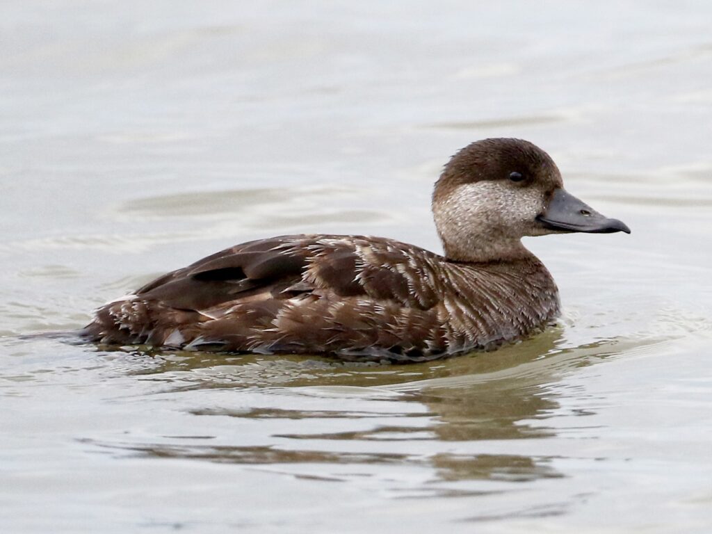 Black Scoter