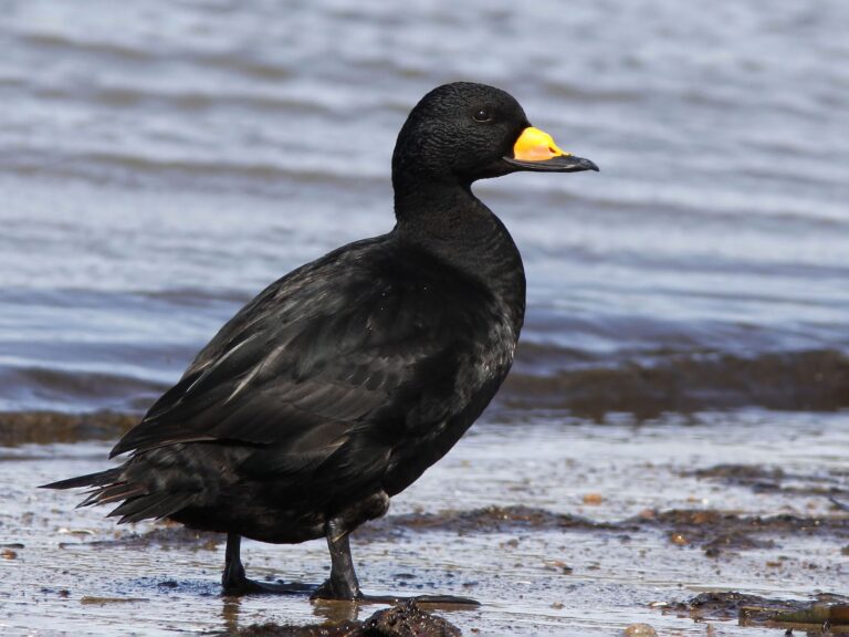 Black Scoter