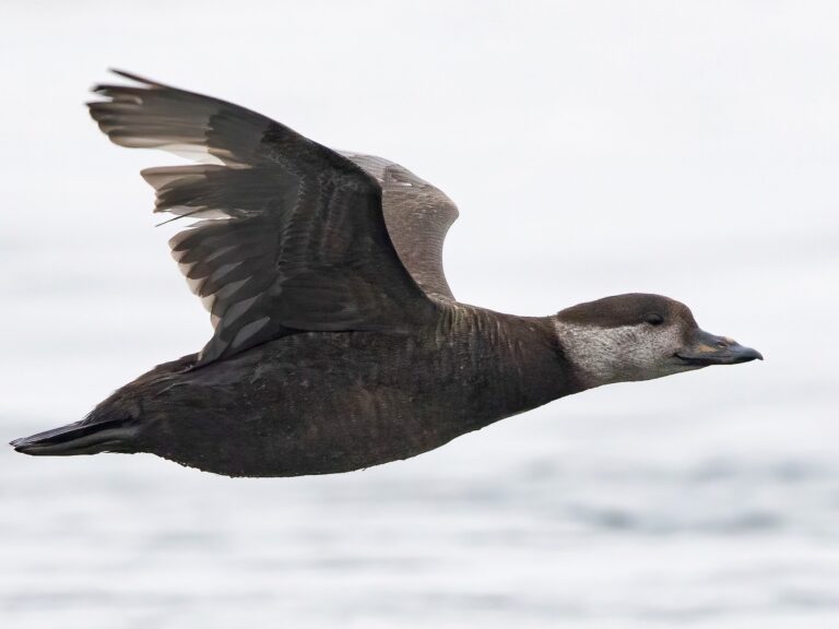 Black Scoter
