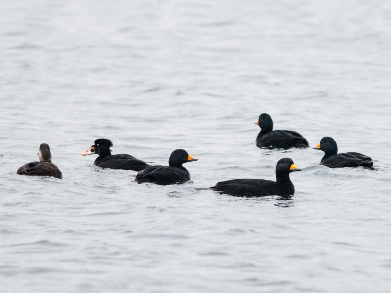 Black Scoter