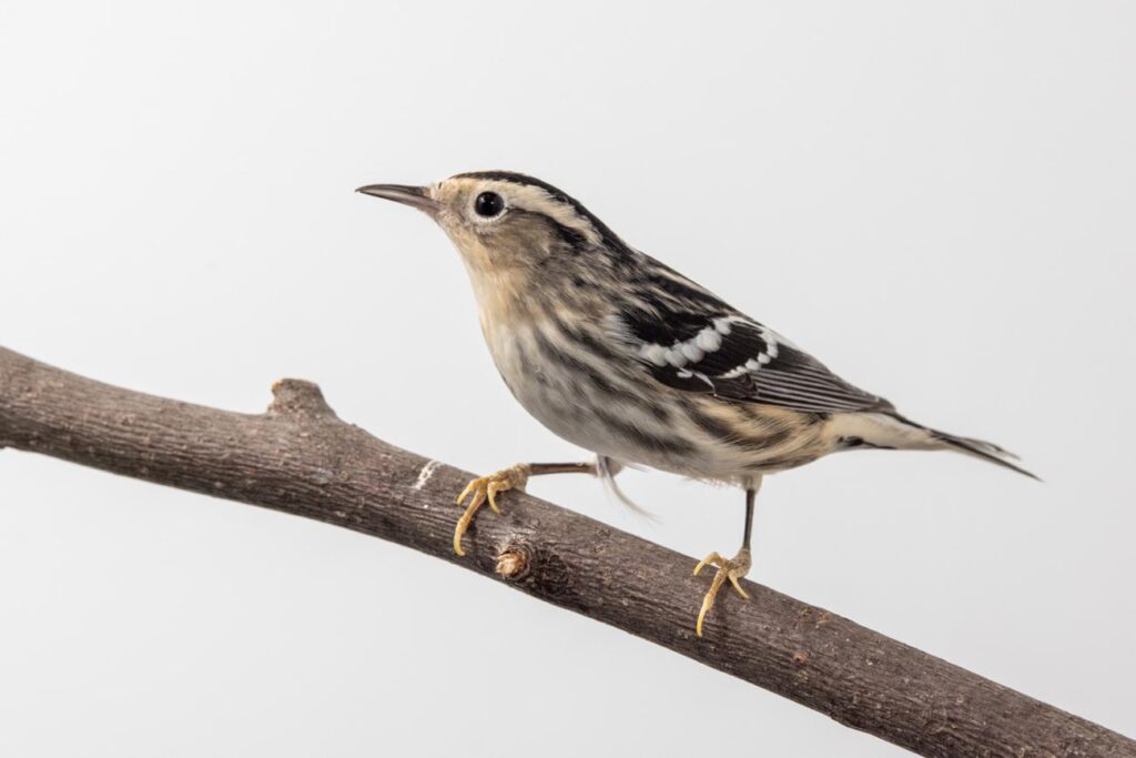 Black-and-white Warbler