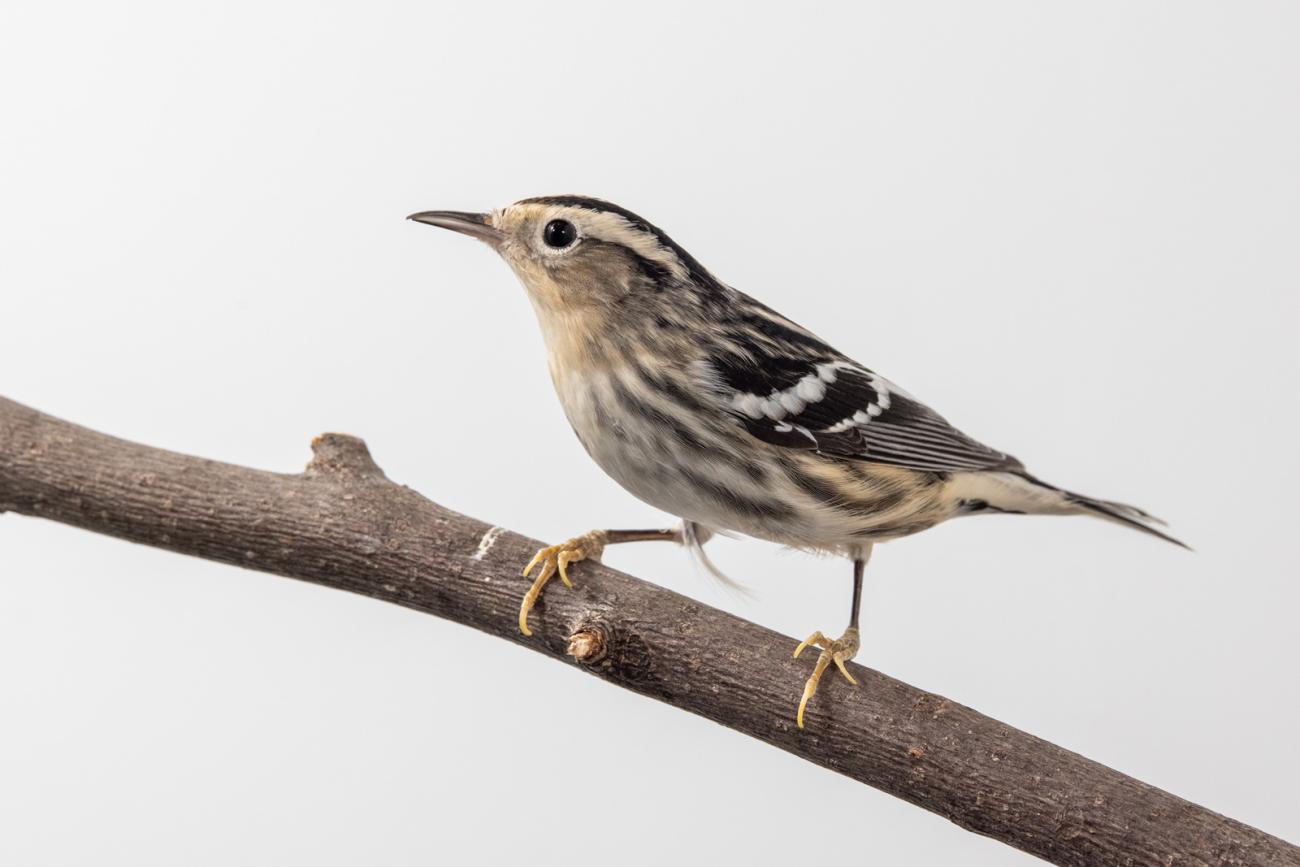 Black-and-white Warbler