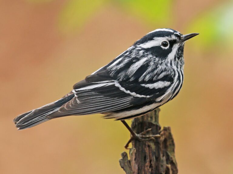 Black-and-white Warbler