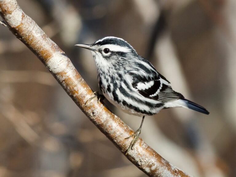 Black-and-white Warbler