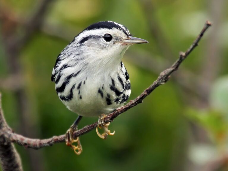 Black-and-white Warbler