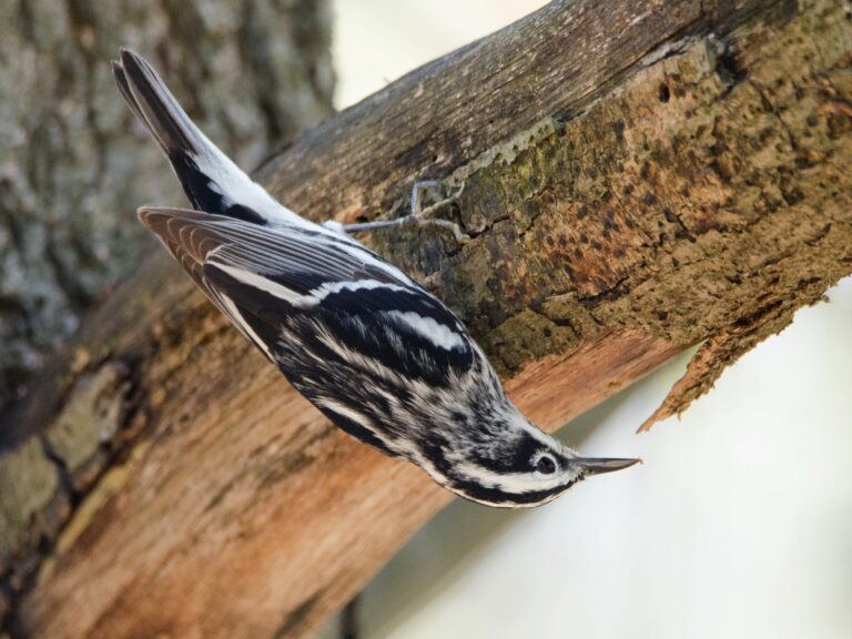 Black-and-white Warbler