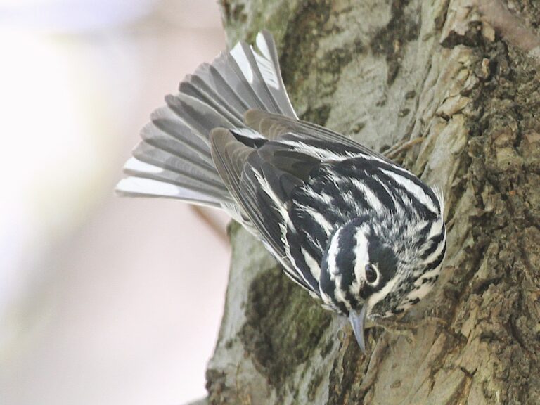 Black-and-white Warbler