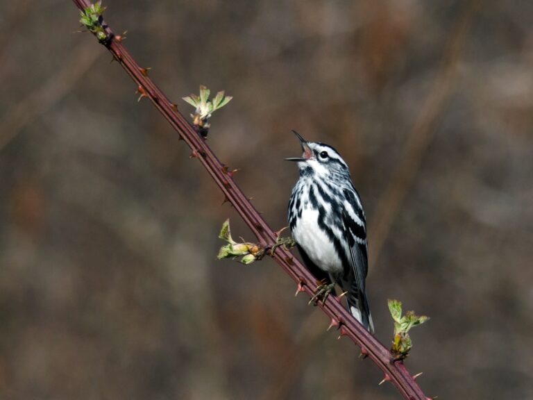 Black-and-white Warbler