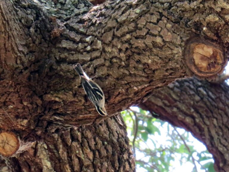 Black-and-white Warbler