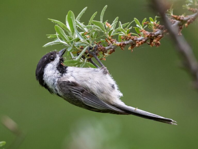 Black-capped Chickadee