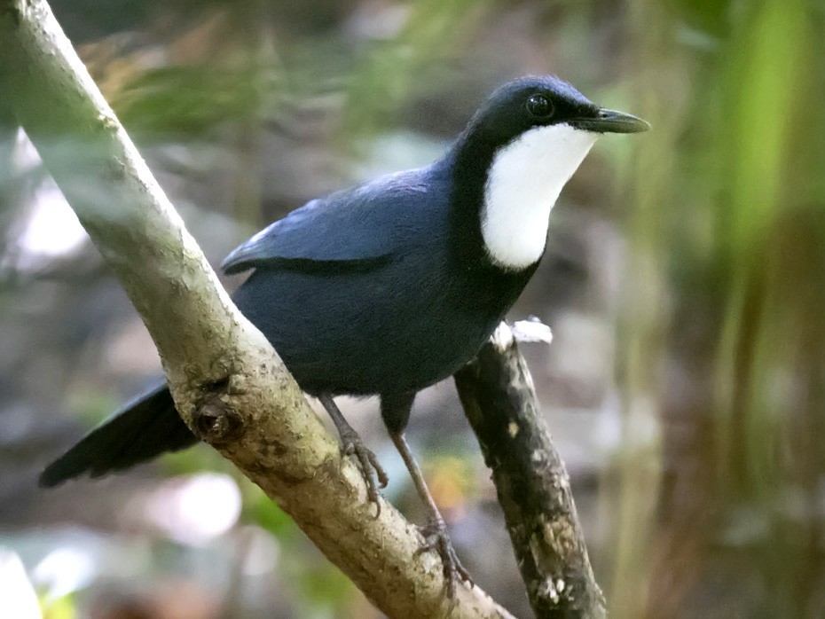 Dimorphic Jewel-Babbler