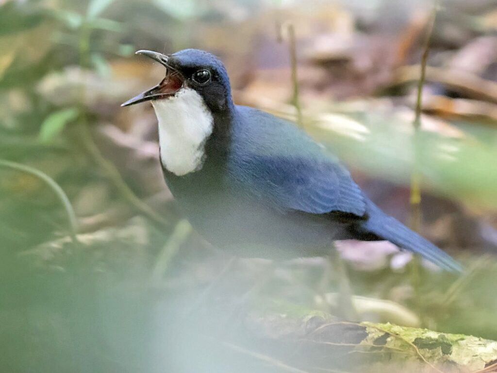 Blue Dimorphic Jewel-Babbler
