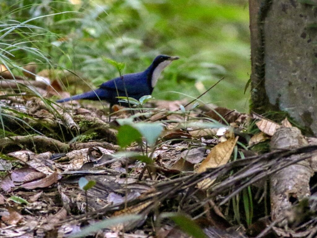 Blue Dimorphic Jewel-Babbler