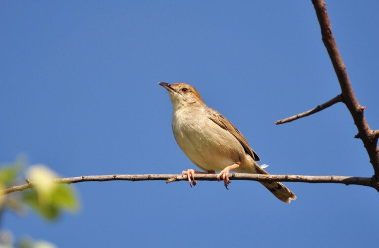 Boran Cisticola