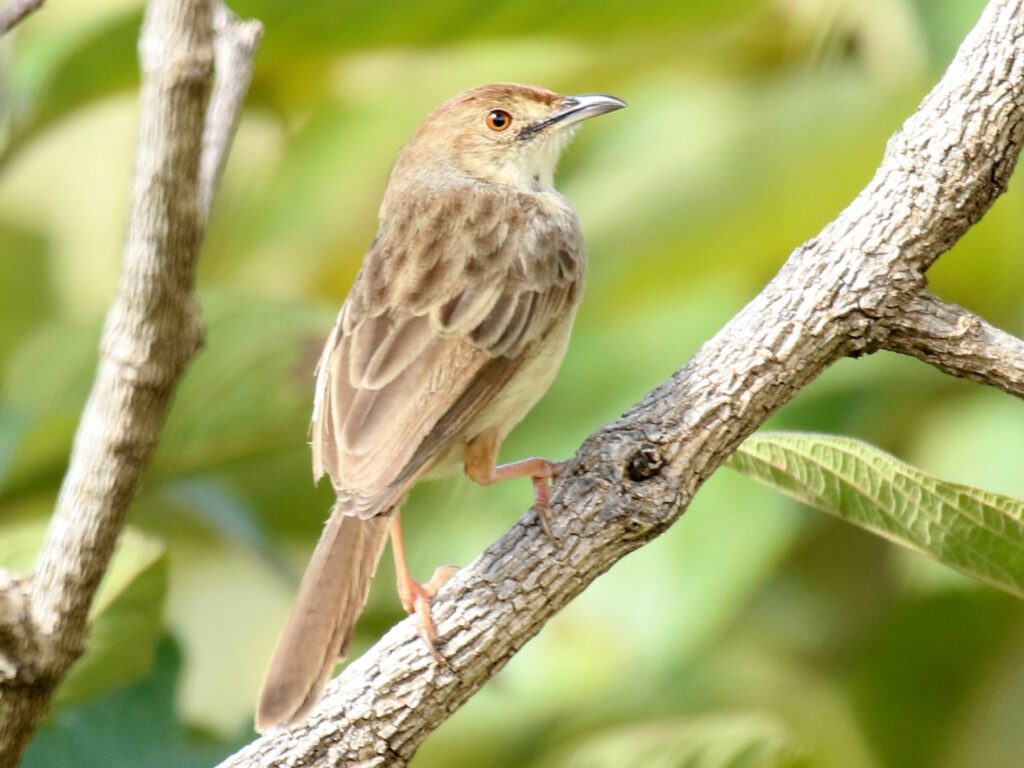 Boran Cisticola