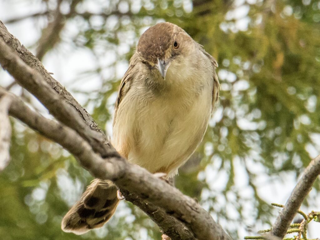 Boran Cisticola