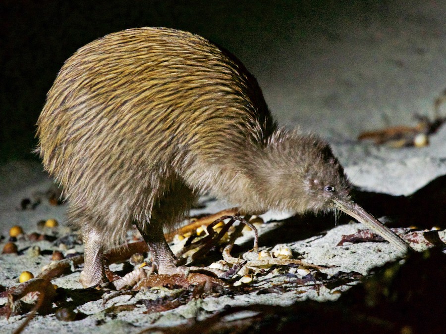 Brown Kiwi