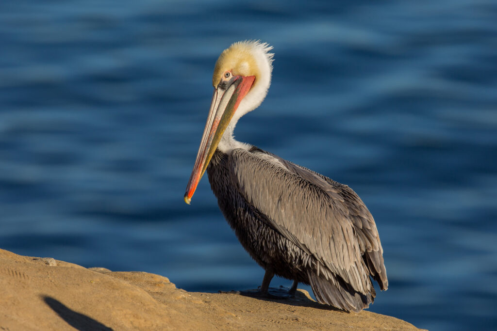 Brown Pelican