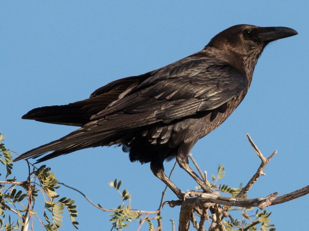Brown-necked Raven