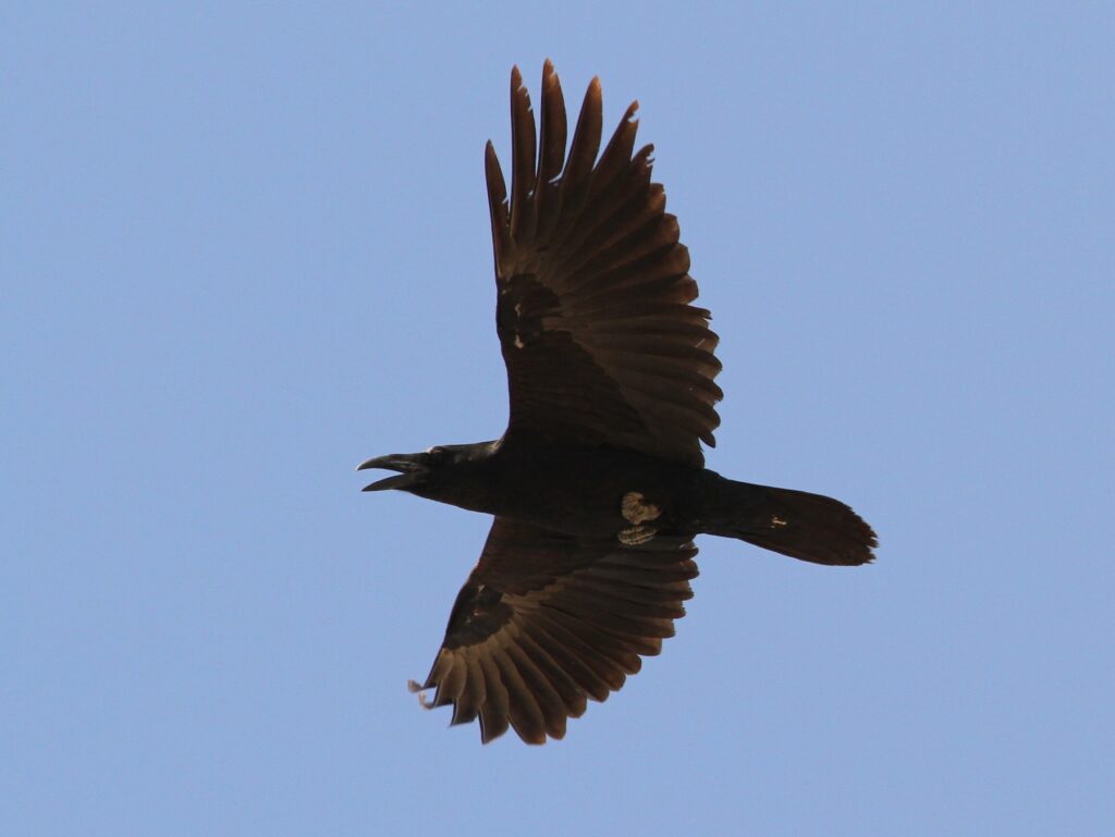 Brown-necked Raven